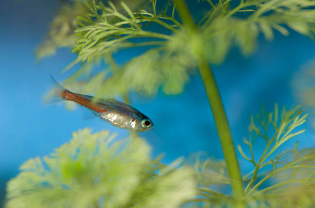 istock Neon Tetra Paracheirodon freshwater fish 691138612