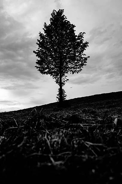 istock Low Angle View Of Tree On Hill Against Sky 691148931