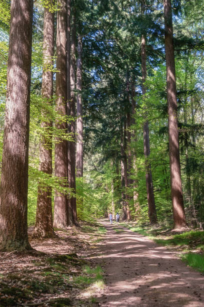 istock The Loo park located in Apeldoorn 691164012