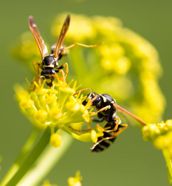 istock Wasp on yellow flower in nature 691164876