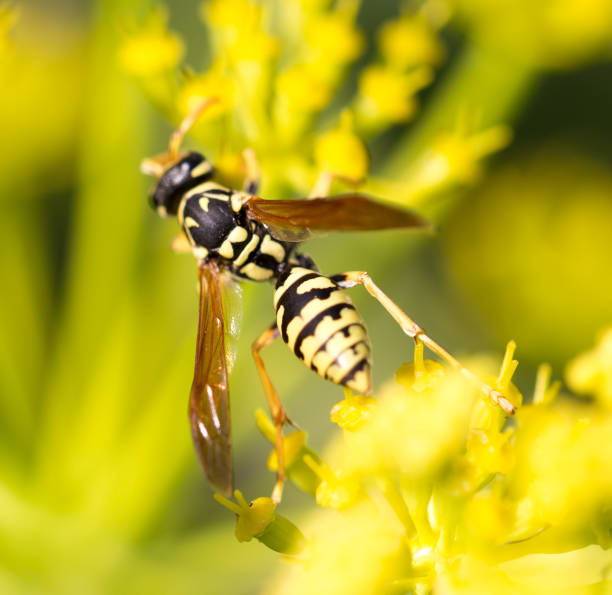istock Wasp on yellow flower in nature 691170406