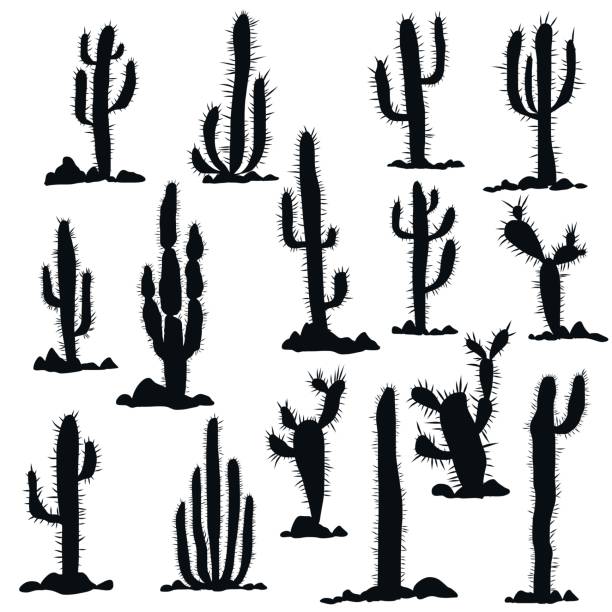 silhouettes of cactuses and stones cactuses and stones silhouettes at white background, hand drawn vector illustration cactus plant needle pattern stock illustrations