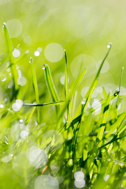istock Green grass in the dew on the nature 691173438