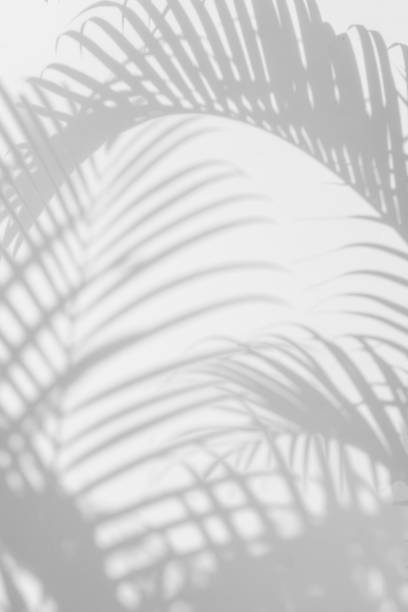 istock shadows palm leaves on a white wall 691173972