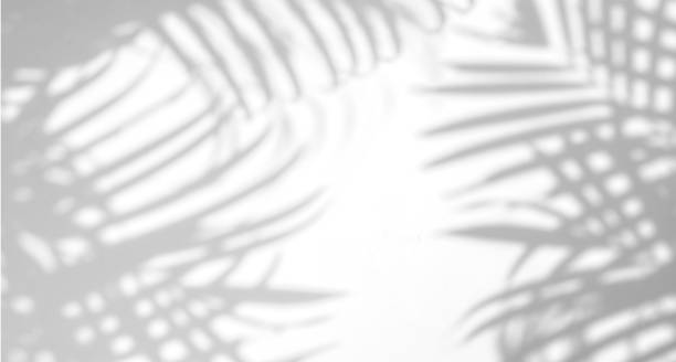 istock shadows palm leaves on a white wall 691174038
