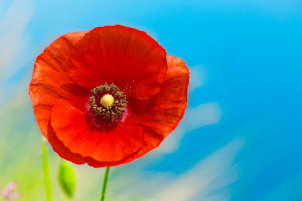 istock red poppy flower over blue sky 691174126