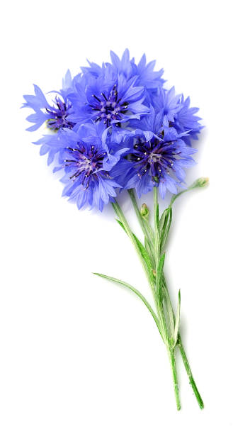 Cornflower blossom Cornflower blossom isolated on white cornflower photos stock pictures, royalty-free photos & images