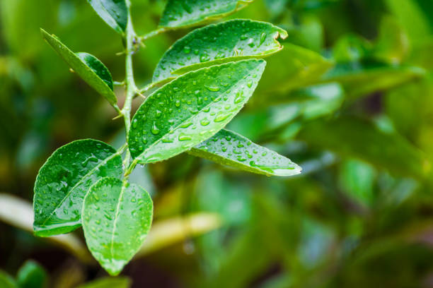 istock Water drops on green leaves 691177692