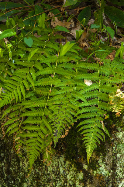 istock Ferns, Glen Burney Trail, Blowing Rock, North Carolina 691186412