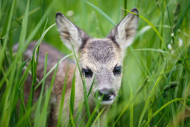 istock Young wild roe deer in grass, Capreolus capreolus. New born roe deer, wild spring nature. 691186750