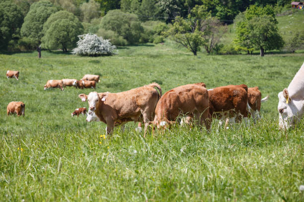 istock Cows and calves grazing on a spring meadow in sunny day 691188128