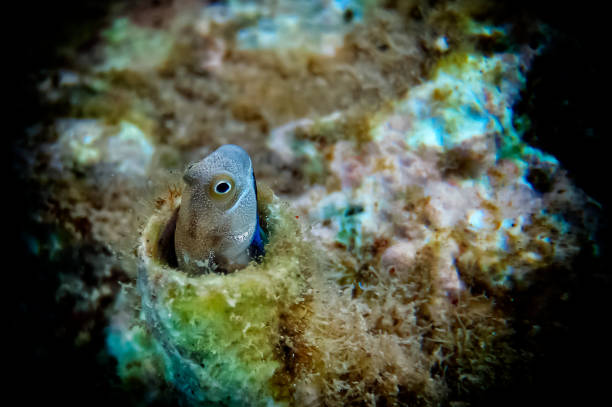 Coral fish of the Red Sea Lance Blenny (Aspidontus dussumieri) Blennies are fishes from the family Blennidae. These are small (length 3-4cm) a solitary fishes that hide in empty tubes of snail shells, venturing out to feed on algae and organic debris colony territory photos stock pictures, royalty-free photos & images