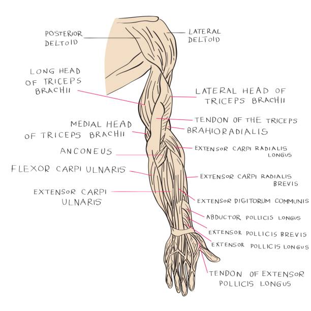 ilustraciones, imágenes clip art, dibujos animados e iconos de stock de color de los músculos del brazo - dorsal interosseous muscle