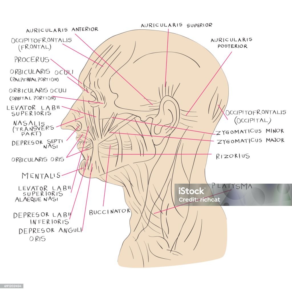 Ilustración de Color Lateral De Los Músculos De La Cabeza y más Vectores  Libres de Derechos de Anatomía - Anatomía, Cabeza humana, Cuello - Parte  del cuerpo - iStock