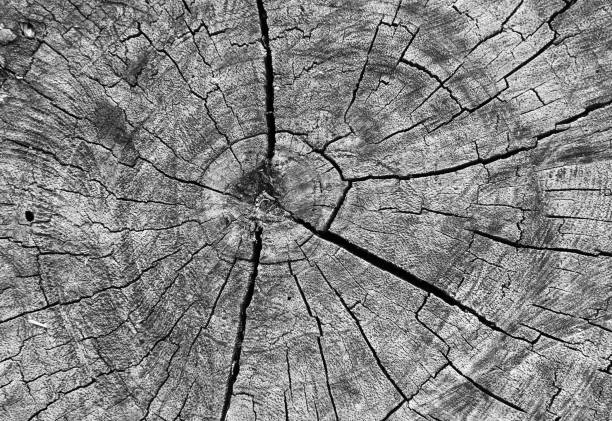 istock Texture of wood background 691206082
