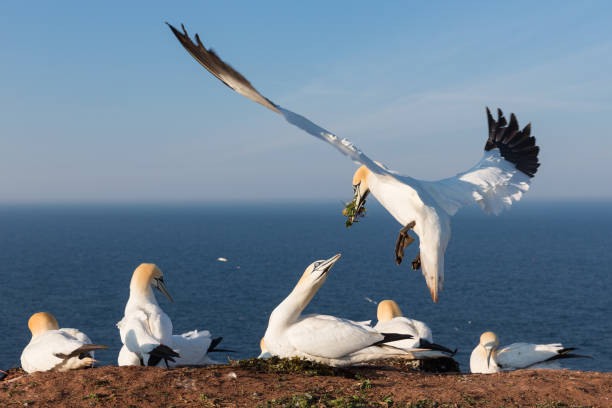istock Northern gannets building a nest at German island Helgoland 691207230