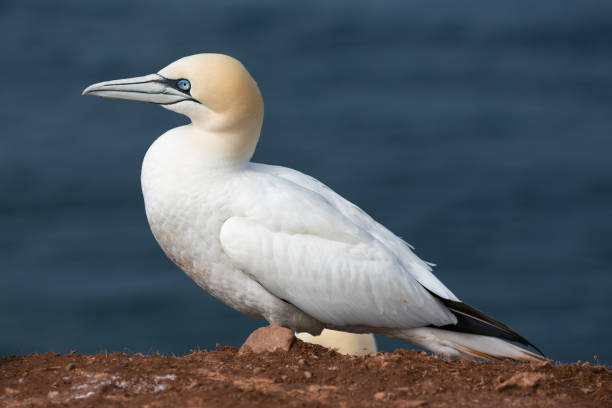 Northern Gannet at the German Island Helgoland