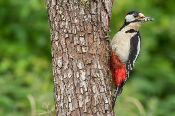 istock Greater Spotted Woodpecker (Dendrocopos Major) on Tree Trunk 691207306