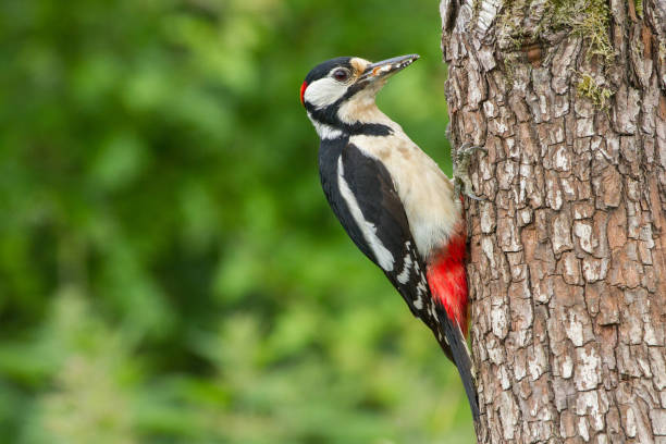 greater spotted woodpecker (dendrocopos major) on tree trunk - passerine imagens e fotografias de stock