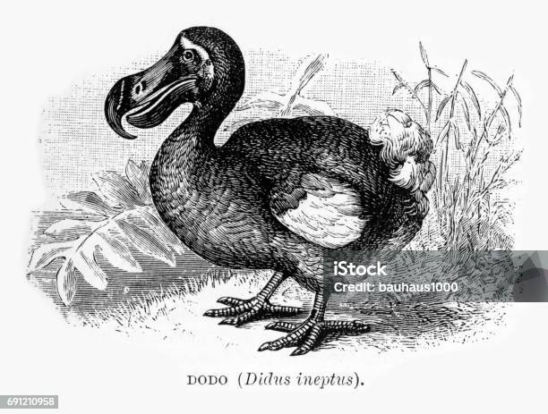 Dodo Bird Didus Ineptus Engraving 1892 Stock Illustration - Download Image Now - Dodo Bird, Illustration, Bird