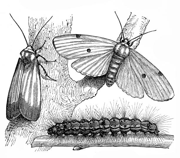 illustrazioni stock, clip art, cartoni animati e icone di tendenza di fasi della farfalla - caterpillar white isolated white background