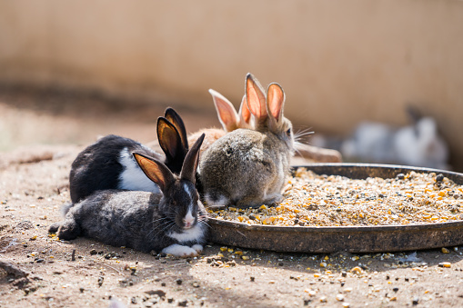 Group of rabbits in farm.