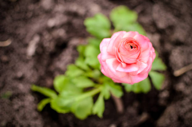 Closeup of a pink ranunculus flower with soft focus