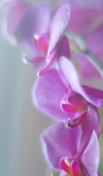 istock Pink orchid Schenctady New york 691214980