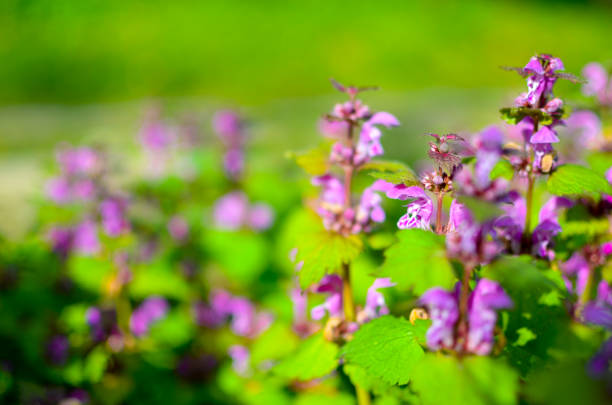 Princess nettle blooming with purple flowers at spring background