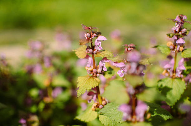 istock Princess nettle blooming with purple flowers 691215140