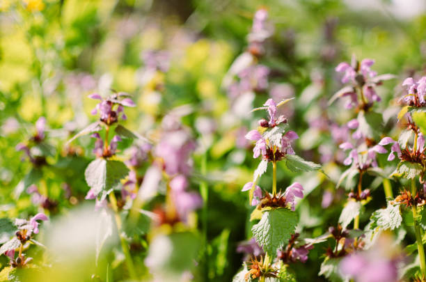 istock Princess nettle blooming with purple flowers 691215152