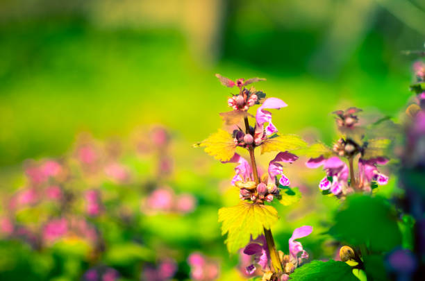 Princess nettle blooming with purple flowers at spring background