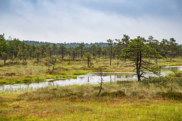 istock 'Kakerdaja' bog in central Estonia 691218398
