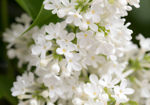 istock White flowers of lilac on nature 691218808
