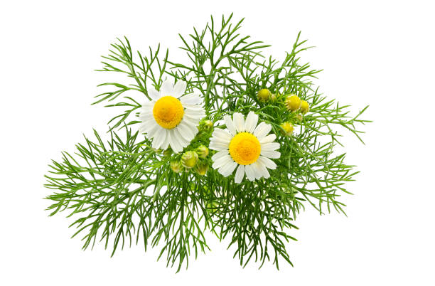 chamomiles, matricaria aislado. - herb chamomile flower arrangement flower fotografías e imágenes de stock