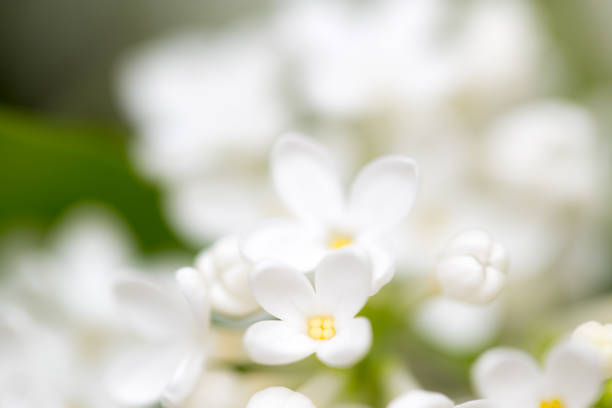 istock White flowers of lilac on nature 691221042