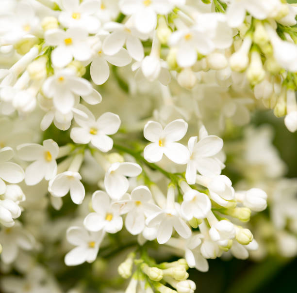 istock White flowers of lilac on nature 691221210