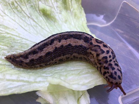 Large adult Limax maximus