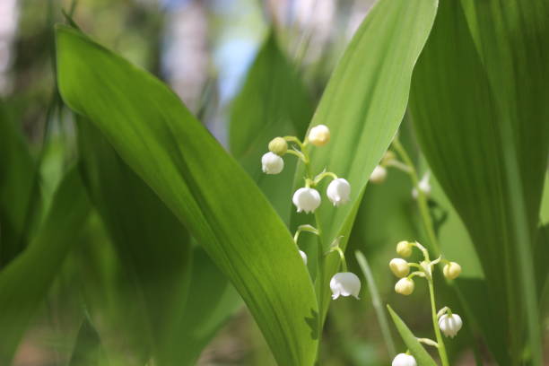 istock Lily of the valley 691222262