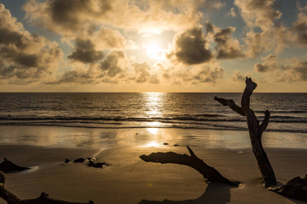 istock Driftwood Beach Jekyll Island 691224762