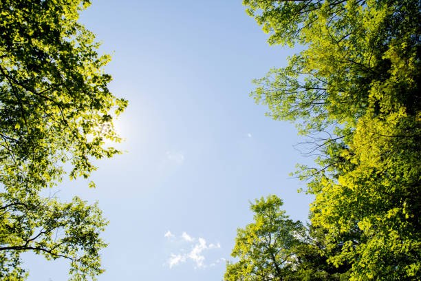 Summer Green stock photo