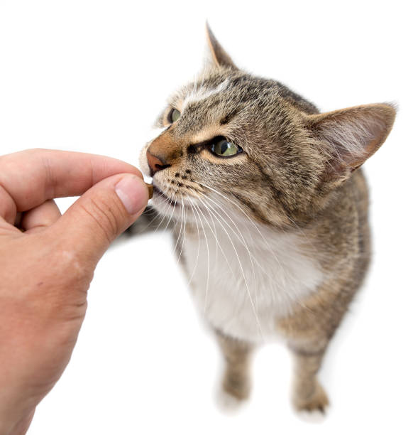istock Man is feeding with a cat's hand on a white background 691225128