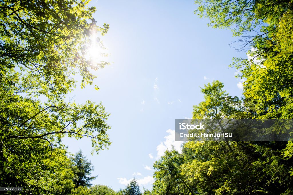 Verano, verde - Foto de stock de Cielo libre de derechos