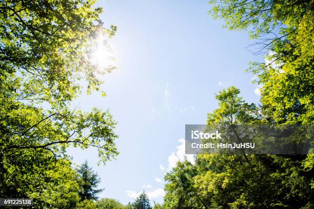 Verano Verde Foto de stock y más banco de imágenes de Cielo - Cielo, Árbol, Mirar hacia arriba