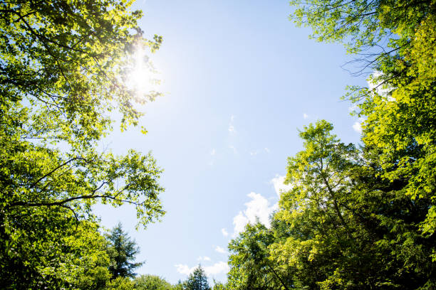 letnia zieleń - treetop forest tree green zdjęcia i obrazy z banku zdjęć