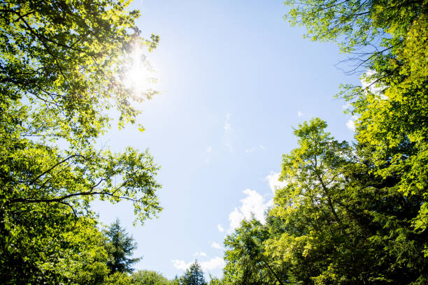летний зеленый - treetop tree sky blue стоковые фото и изображения