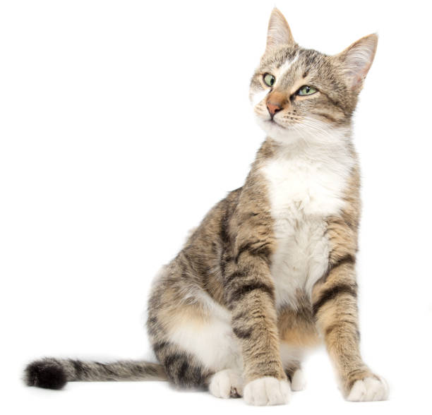 istock Portrait of a cat on a white background 691225798