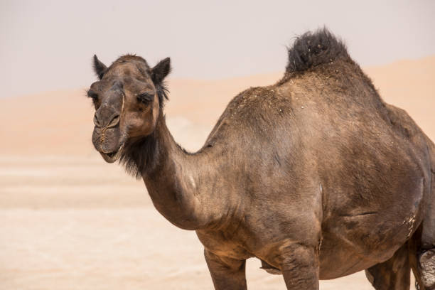 istock Portrait of a camel in the desert. 691232256