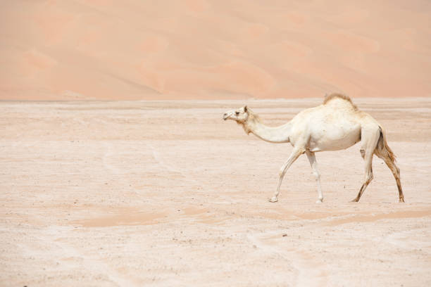 istock Portrait of a camel in the desert. 691232294