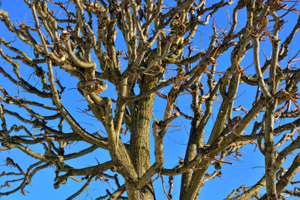 istock Top of the winter tree without leaves. 691234884